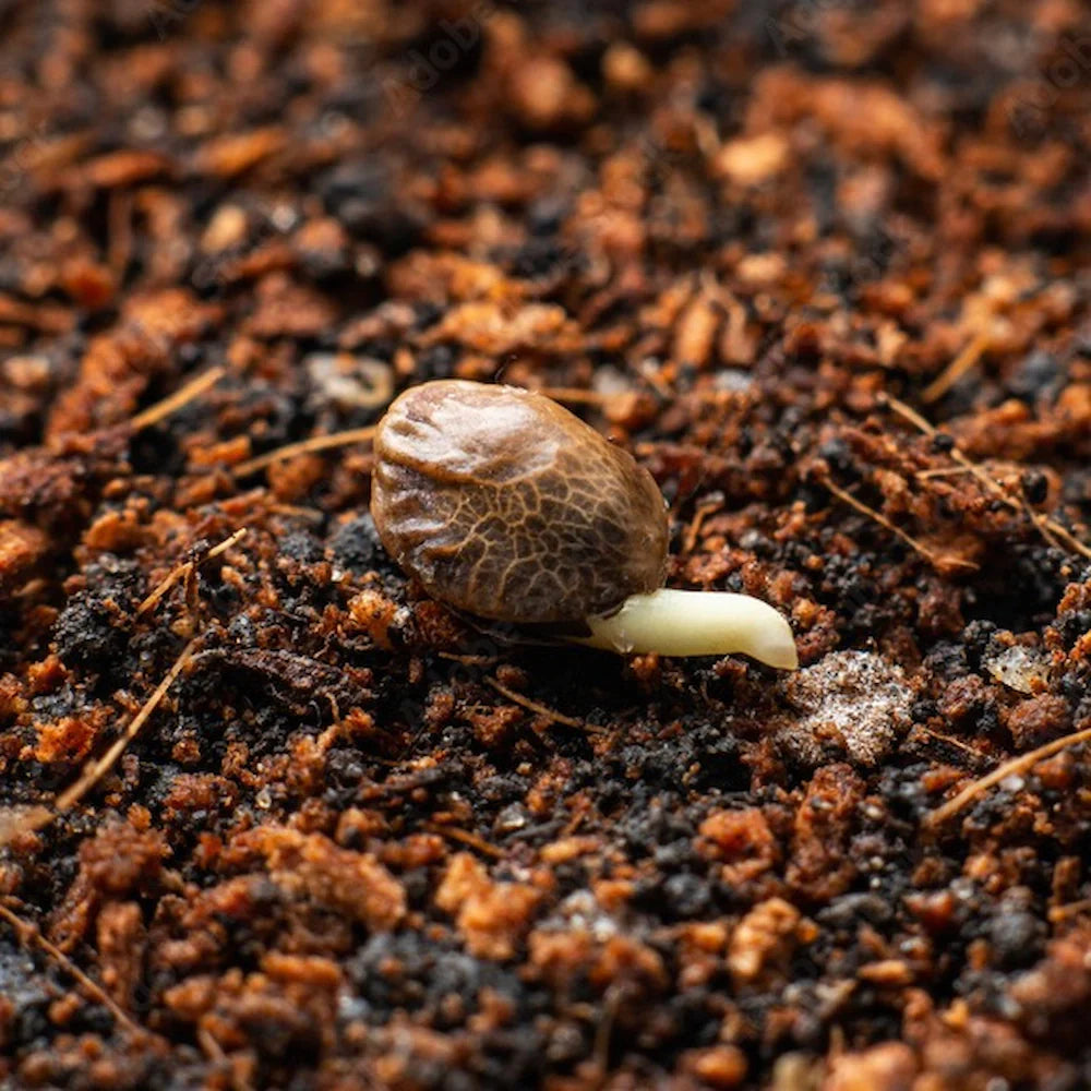 Outdoor Seeds