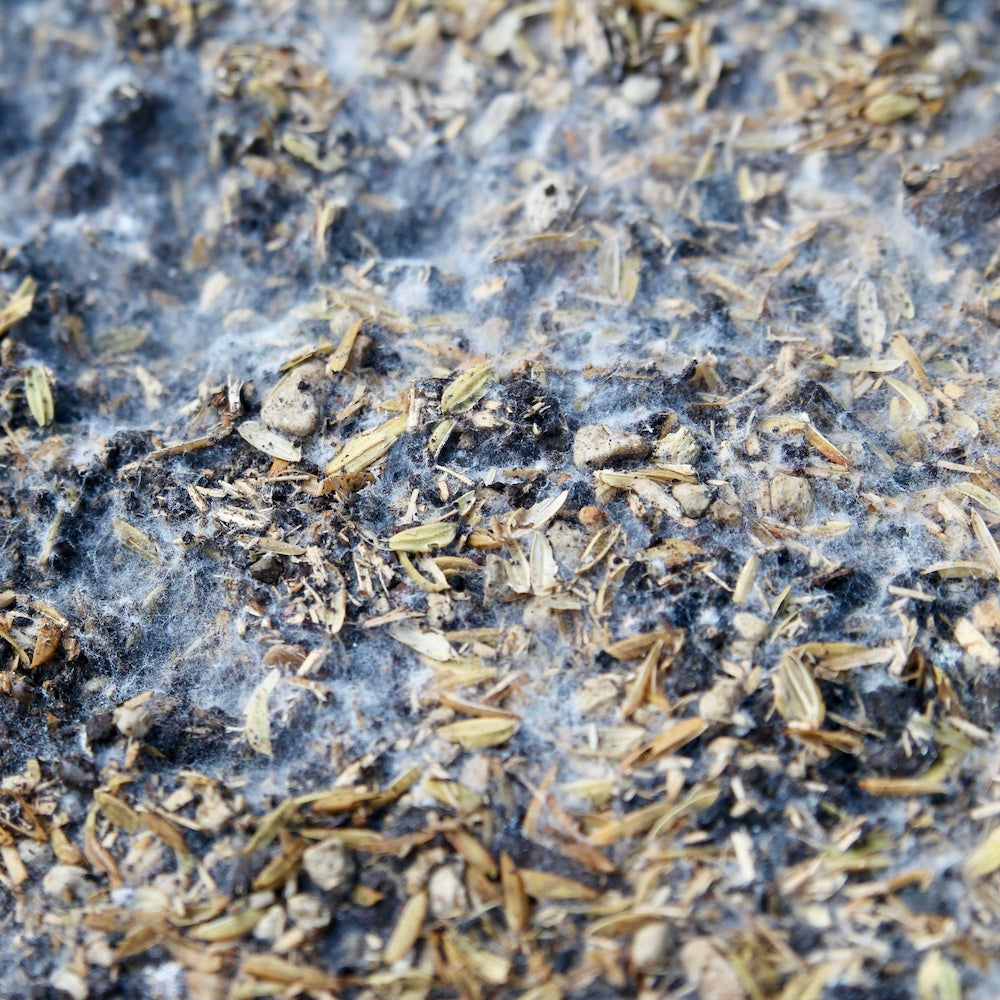 Living Soil Hanferde mit Hanftorf