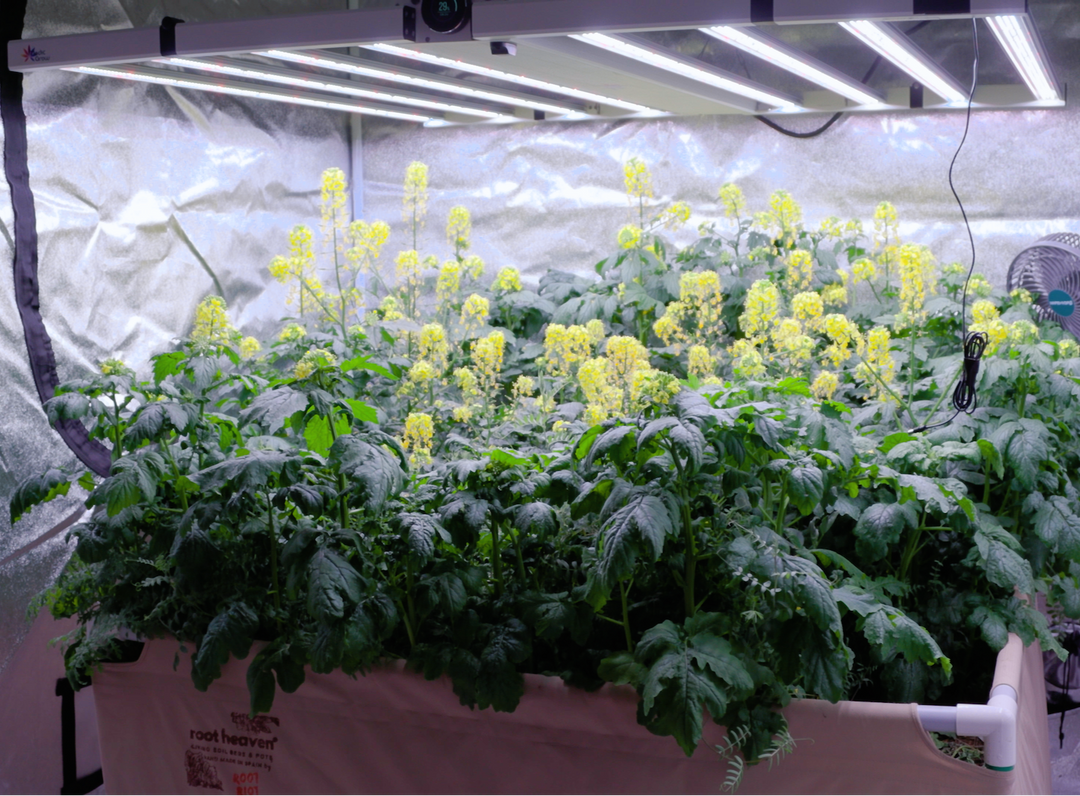 Cover Crop Samenmischung – Gründüngung für Cannabis & Living Soil
