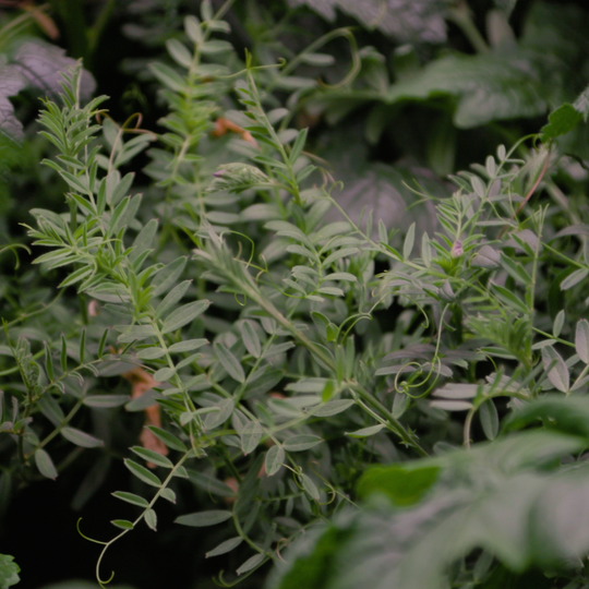 Cover Crop Samenmischung – Gründüngung für Cannabis & Living Soil