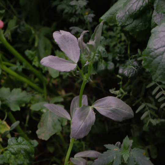 Cover Crop Samenmischung – Gründüngung für Cannabis & Living Soil
