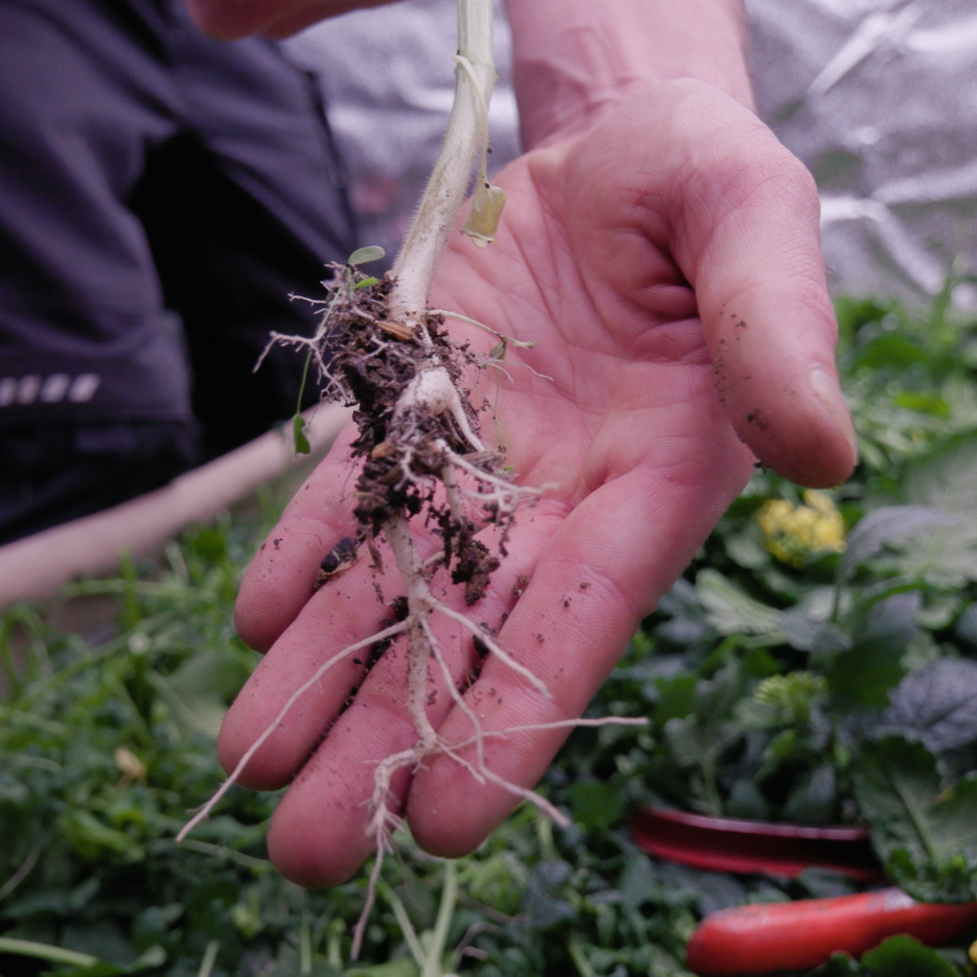 Cover Crop Samenmischung – Gründüngung für Cannabis & Living Soil