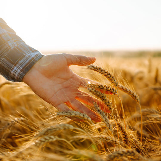 Malted Barley - Gemälzte Gerste Bio