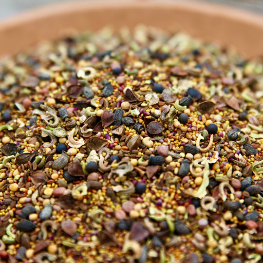 Cover Crop Samenmischung – Gründüngung für Cannabis & Living Soil